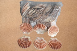 морски естествен сувенир, мида, голяма около 10 см. цветна (100 бр. в торба)