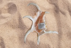 морски естествен сувенир, раковина Hexagonal snail 17x8 см.