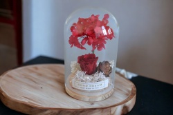 вечно живо цвете в стъклена топка, роза, светеща в кутия 12х13 см.