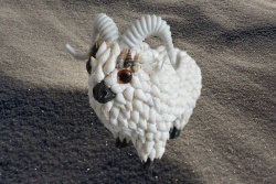 морски сувенир, ръчно изработен от миди, овен 14х13 см.
