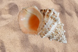 морски естествен сувенир, раковина Bany snail около 20 см.