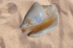 морски естествен сувенир, раковина  Auricularia 14x13,5 см.