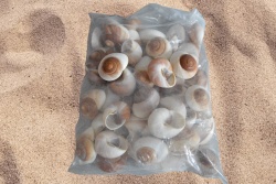 морски естествен сувенир, раковина Bread snail 8x5 см. (50 бр. в торба)