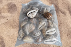 морски естествен сувенир, раковина Rat snail мида убиец, голяма, тигрова 8x5 см. 2,5 кг. в торба (около 30 бр.)