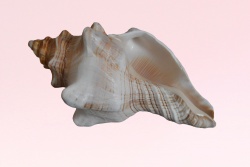 морски естествен сувенир, раковина Acacia 15 до 16x8 см. (R3)