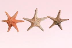 морски естествен сувенир, морска звезда 24 см. различни цветове (R3)