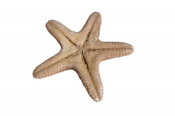 морски естествен сувенир, морска звезда 15 см. (R3)