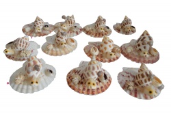 морски естествен сувенир, от миди, различни животни, около 6 см. (30 бр. в стек) (R3)